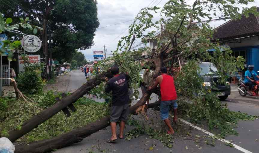 Truk dan Ibu Hamil Jadi Korban Pohon Tumbang di Sukoharjo, Kejadian Sore Hari