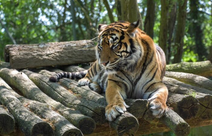Polda Aceh Bongkar Jaringan Perdagangan Kulit Harimau Sumatera